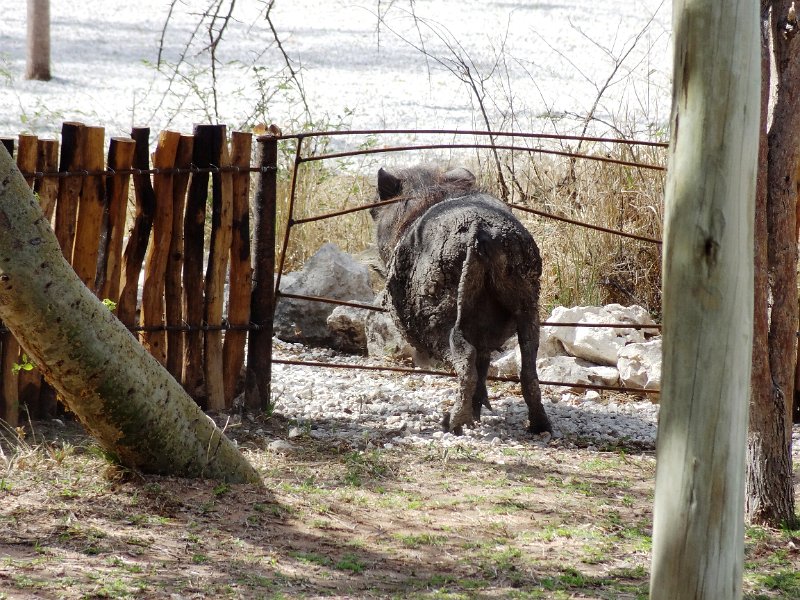 nab (1340).JPG - Ein Warzenschwein haut ab